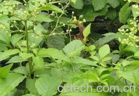 五叶藤的功效与作用及药用价值-1