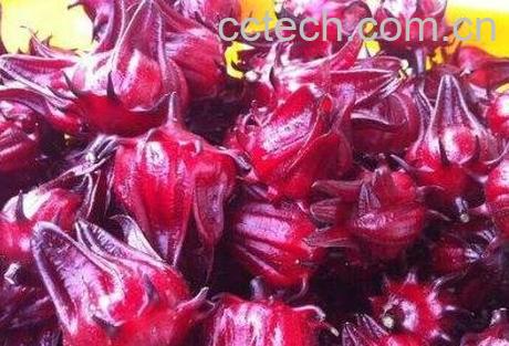 红桃k果的功效与作用-1