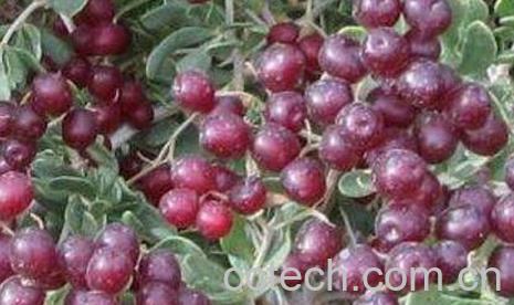 白刺果的药用价值-0