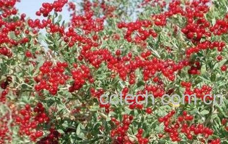 白刺果的药用价值-1