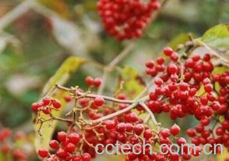 荆棘果的药用价值-0