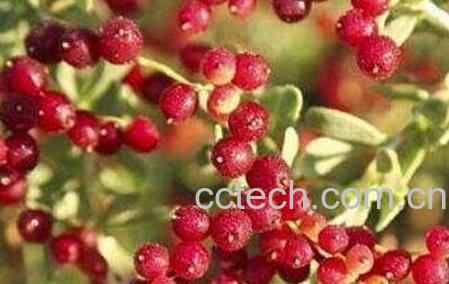 荆棘果的药用价值-1