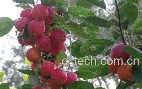 草药沙果的药用价值-0