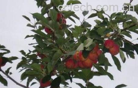 草药沙果的药用价值-1