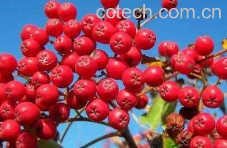 花揪果的药用价值-0