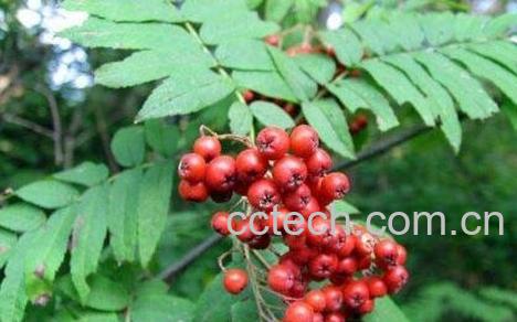 花揪果的药用价值-1