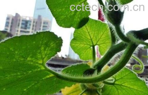 小金瓜藤的功效与作用及药用价值-0