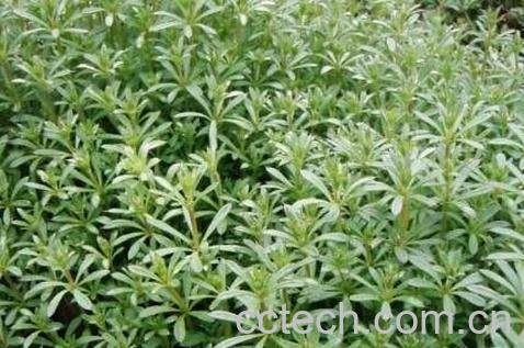 小锯锯藤的功效及图片-0