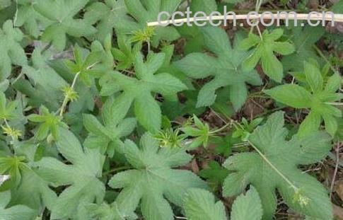 小锯锯藤的功效及图片-1