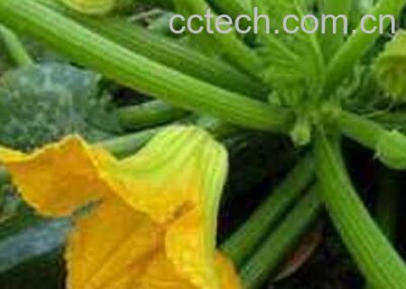 小金瓜藤的功效与作用及药用价值-1