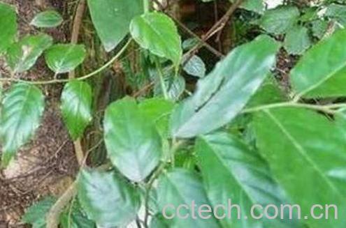 小风藤的功效与作用及药用价值-0