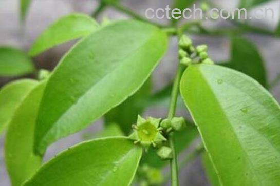 小春根藤的功效与作用及药用价值-0