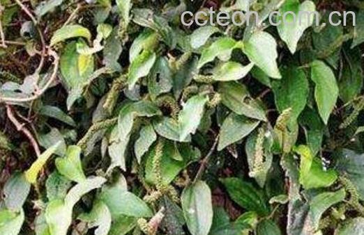 小风藤的功效与作用及药用价值-1