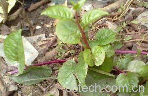 小春根藤的功效与作用及药用价值-1