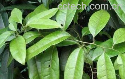 细风藤的功效与作用及常见用法-1