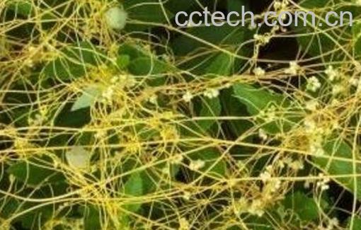 无头藤的功效与作用及药用价值-0