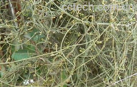 无娘藤的功效与作用及药用价值-0