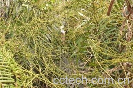 无头藤的功效与作用及药用价值-1