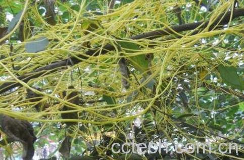 无娘藤的功效与作用及药用价值-1