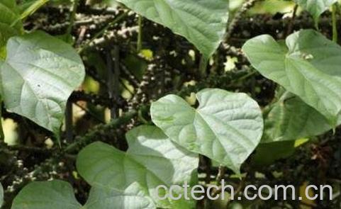 小苦藤的功效与作用及药用价值-0