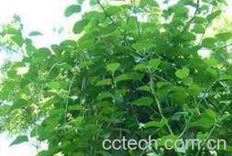 小苦藤的功效与作用及药用价值-1