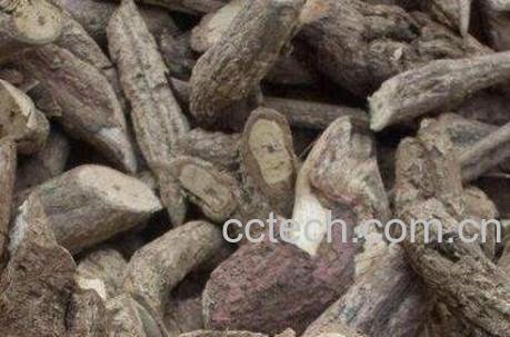 五骨藤的功效与作用-1