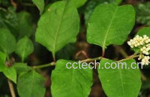 红鸡屎藤的功效与作用及药用价值-1