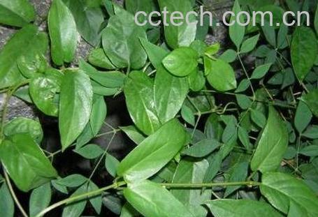 红鸡屎藤的功效与作用及药用价值-0