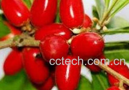 神秘果的药用价值与食用功效-0