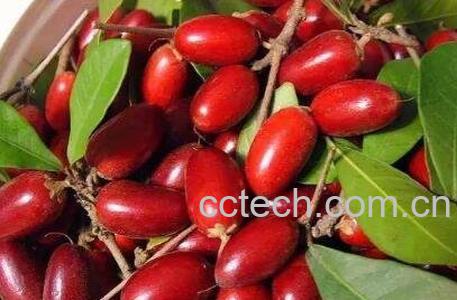 神秘果的药用价值与食用功效-1