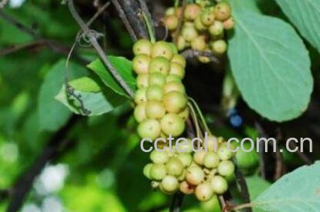五味子藤的作用及禁忌-0
