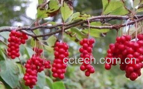 五味子藤的作用及禁忌-1