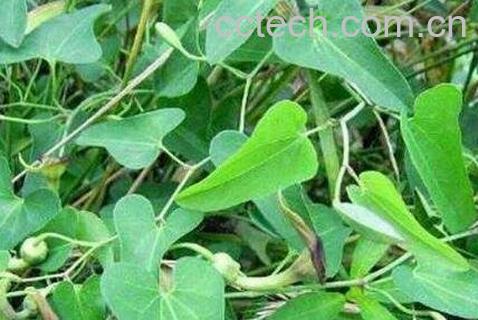 天仙藤的功效与作用及药用价值-1