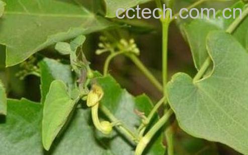 天仙藤的功效与作用及药用价值-0