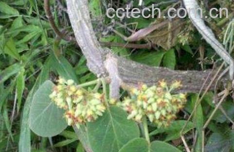 通关藤的功效与作用及药用价值-0