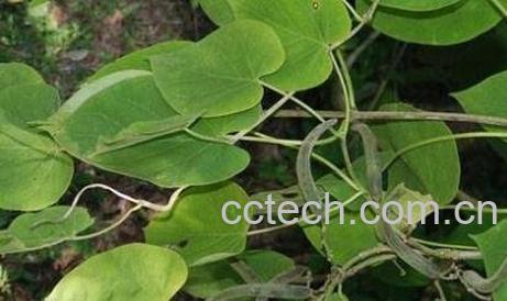 通关藤的功效与作用及药用价值-1