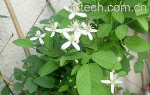 威灵仙藤的功效与作用-0