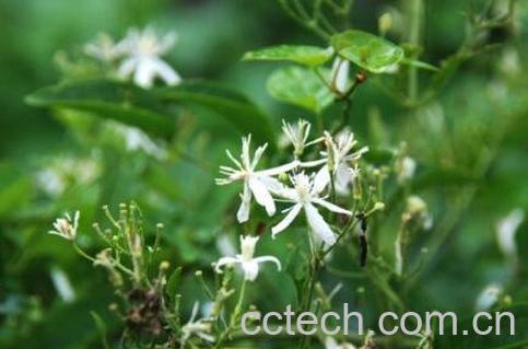 威灵仙藤的功效与作用-1