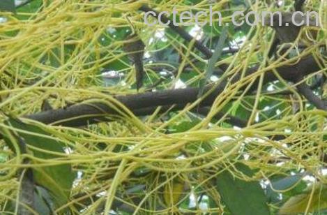 菟丝子藤的功效与作用-0