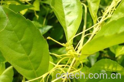 菟丝子藤的功效与作用-1