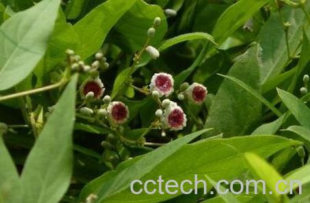 乌芹藤的功效作用与药用价值-0