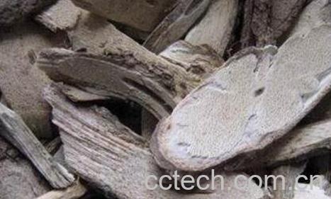 乌骨藤的功效与作用及药用价值-1