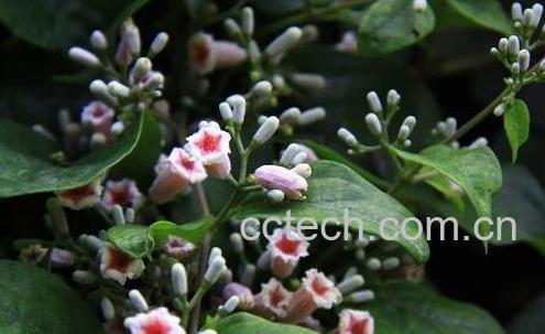 乌芹藤的功效作用与药用价值-1