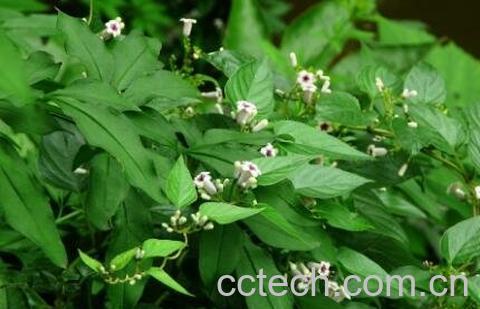 乌勤藤的功效与常见吃法-0