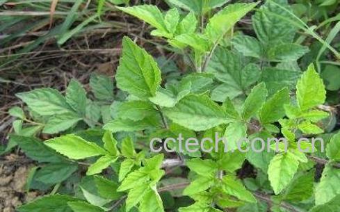 大花萱草的养殖方法和技巧-1