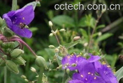 黑苦藤的功效与作用及药用价值-1