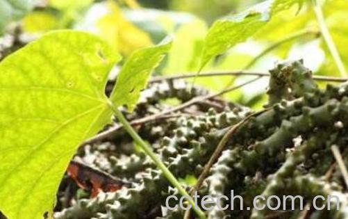 黑苦藤的功效与作用及药用价值-0