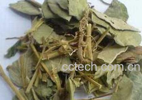 大叶金钱草的功效与副作用-1