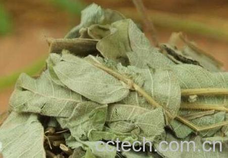 大叶金钱草的功效与副作用-0