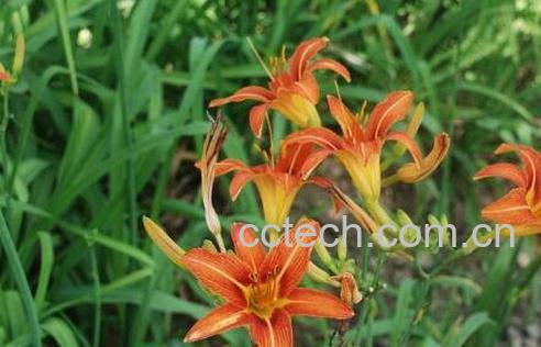 大花萱草的养殖方法和技巧-0